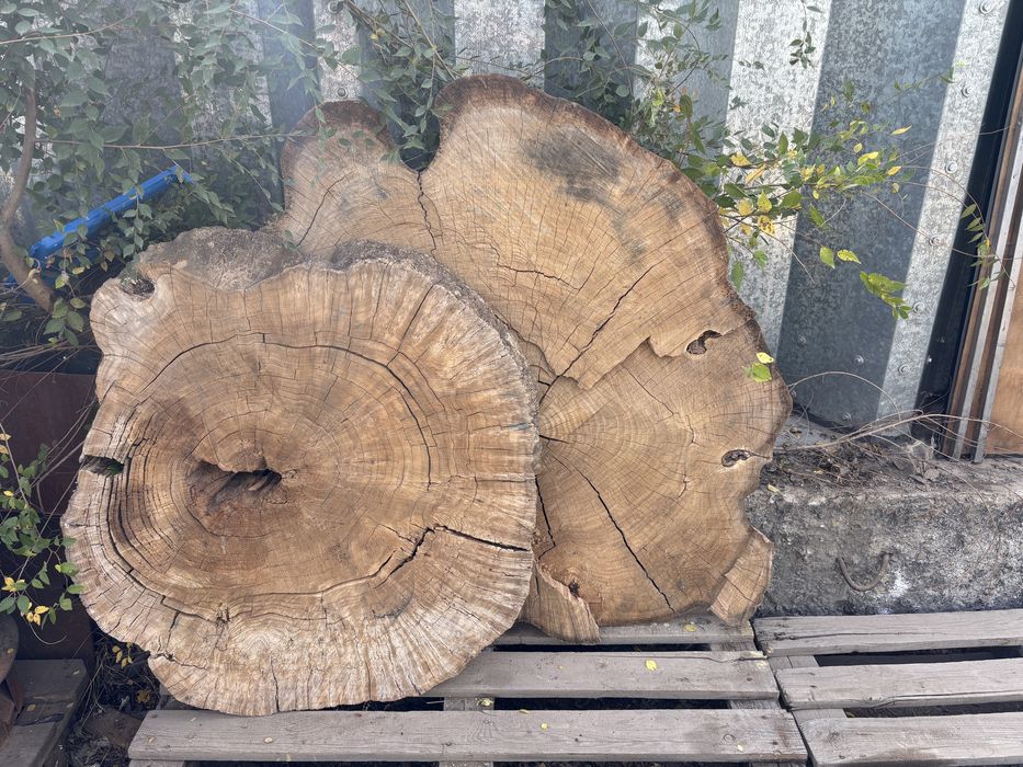 Карагач спилы разные размеры