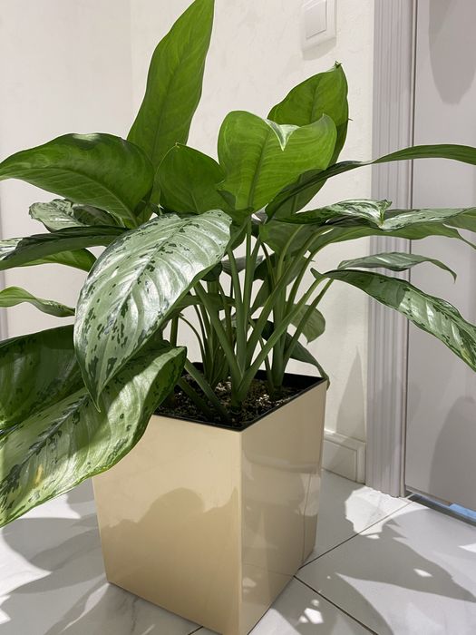 Аглонема гигант