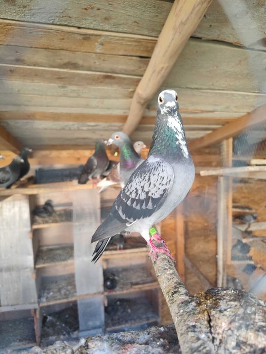 Vând porumbei voiajori