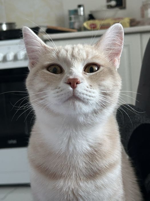 короткошерстный британец