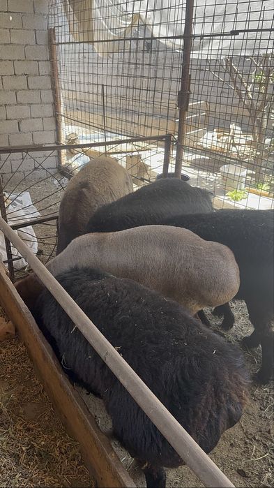 Қойлар сотилади ўйда боқилган