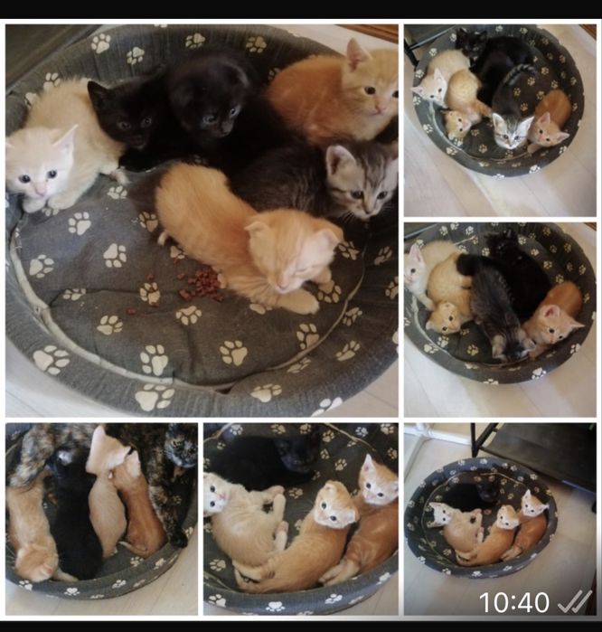 Отдам котят в добрые руки