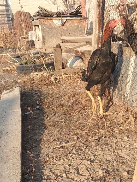 Продам или обмен на курицу