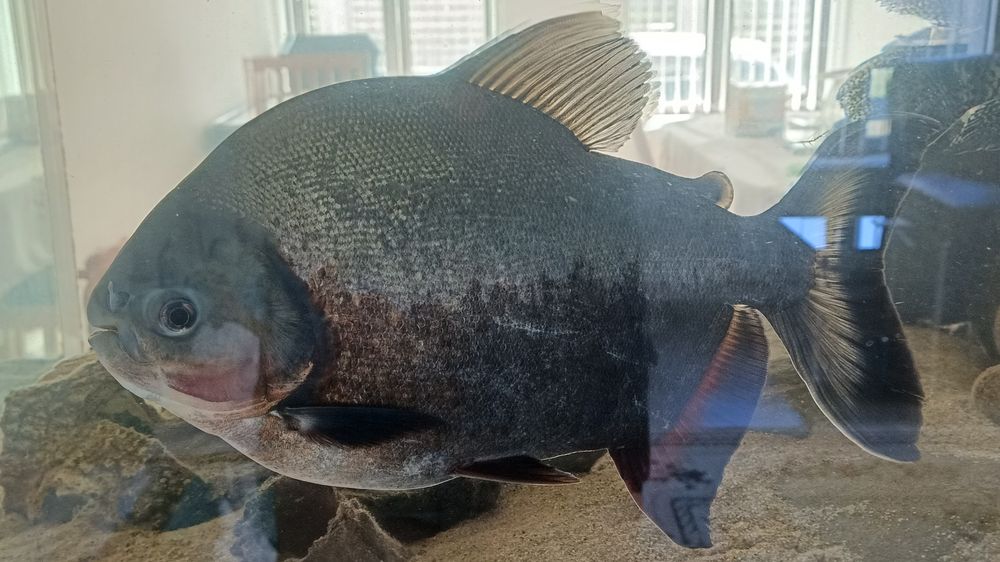 Peste de acvariu Pacu