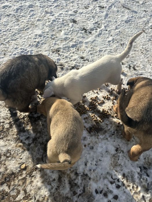 Donez căței – adopție responsabilă