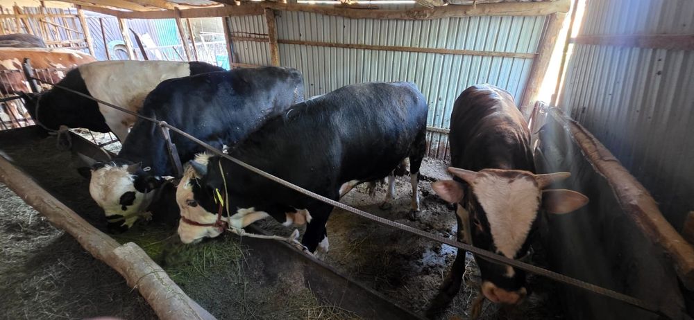 8 бас бука сатылады бордакы