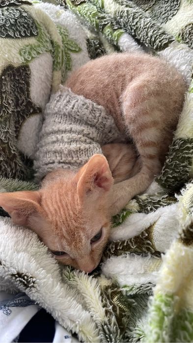 Донской сфинкс мальчик