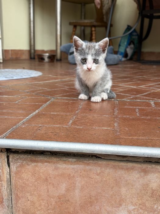 Pui pisica spre adoptie