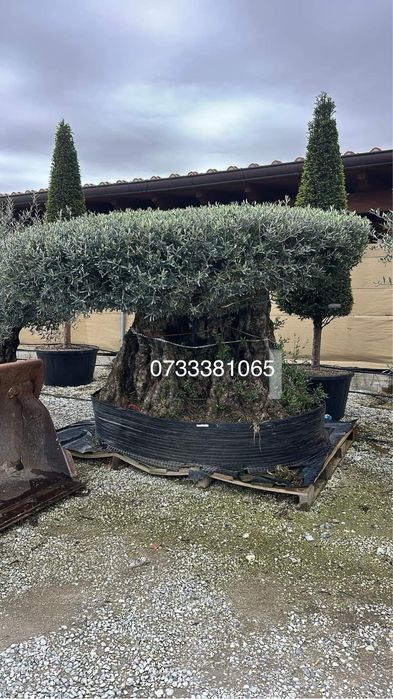 Laur englezesc,palmier,maslini,tuia,dif specii amenajari gradini