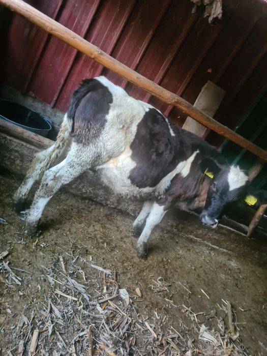 Vand 2 vițele de 5 luni