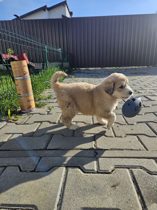 Adoptie com.Halchiu-Brasov