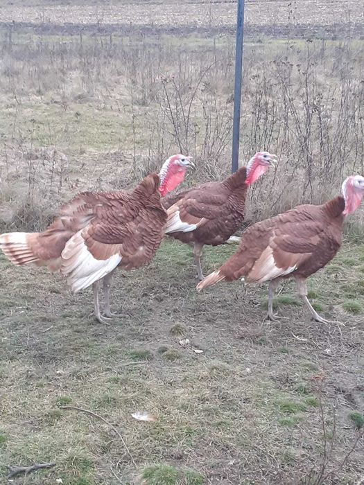 Curcani și curci de vanzare