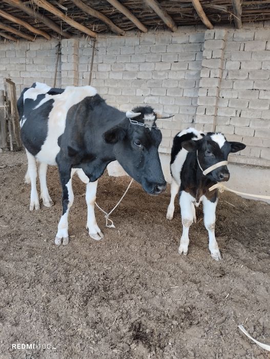 Gallan birinchi tuğishi