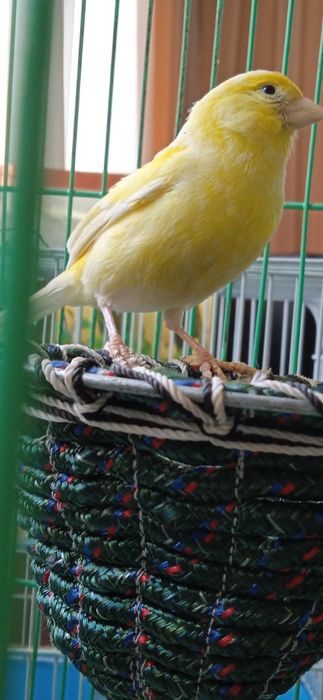 Срочно продадим канарейку!!!