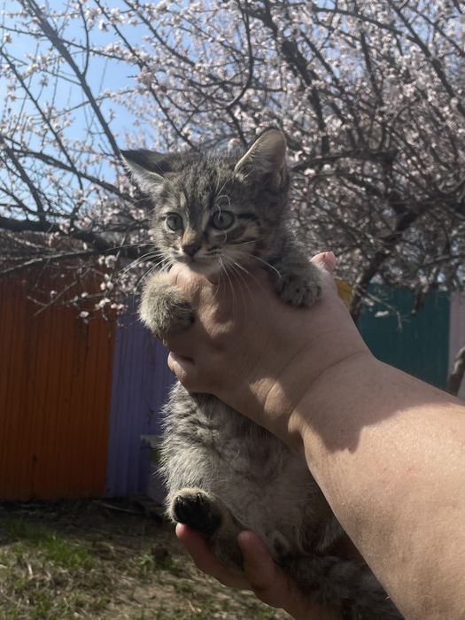 Котенок мальчик ищет семью