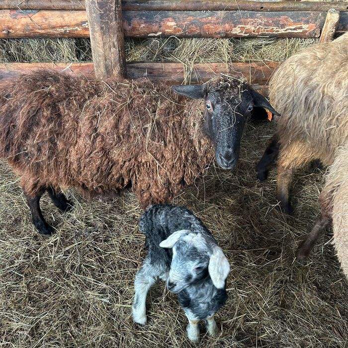 продается Бараны по сто