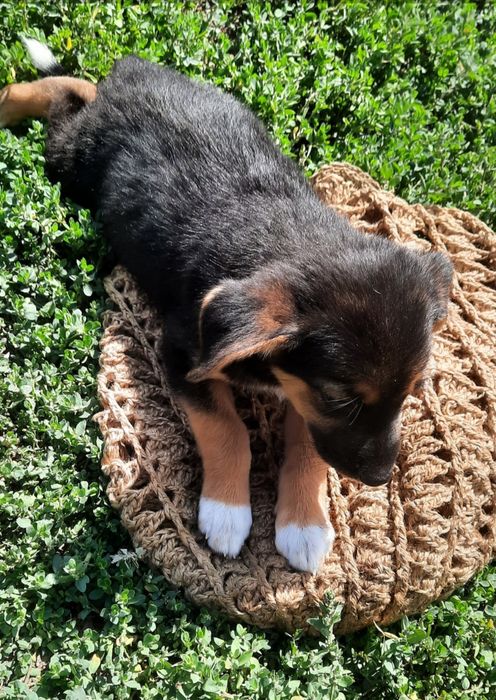 Отдам в добрые руки щенков.Алматы.