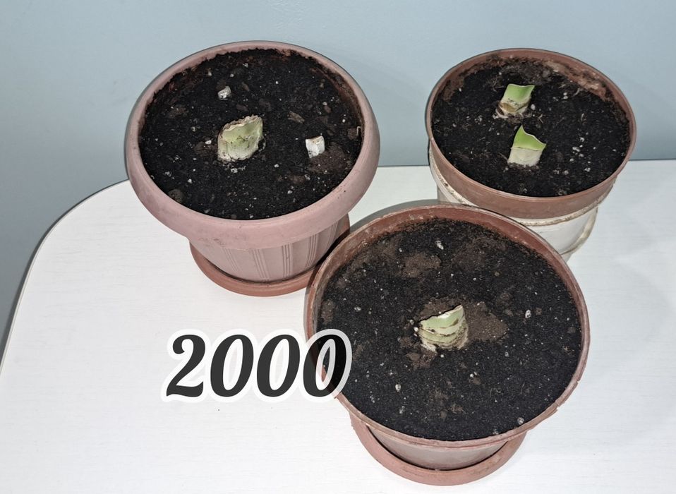 Продаются Амарилисы