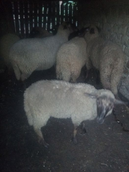 Vând Cârlani mari și grași Preț 18 lei kg în viu