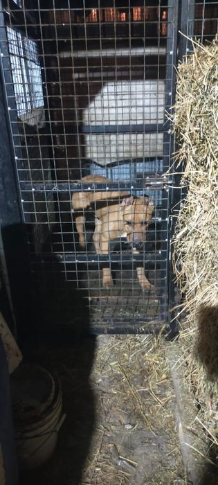 Продам щенка Стаффорд кобель