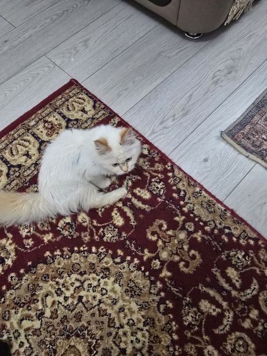 Продам красивую кошку