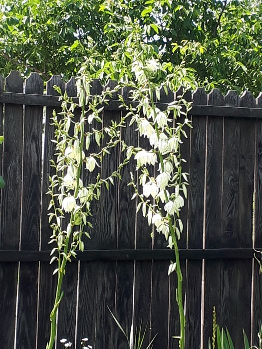 Yucca de gradina