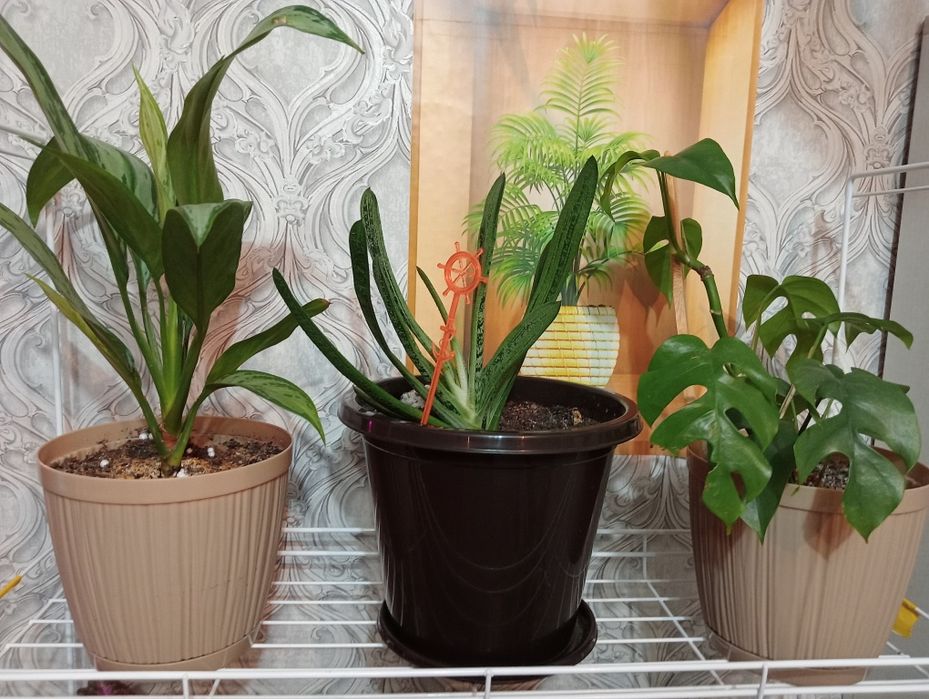 Продам комнатные цветы