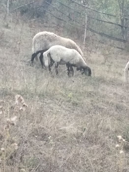 O oaie și două miele