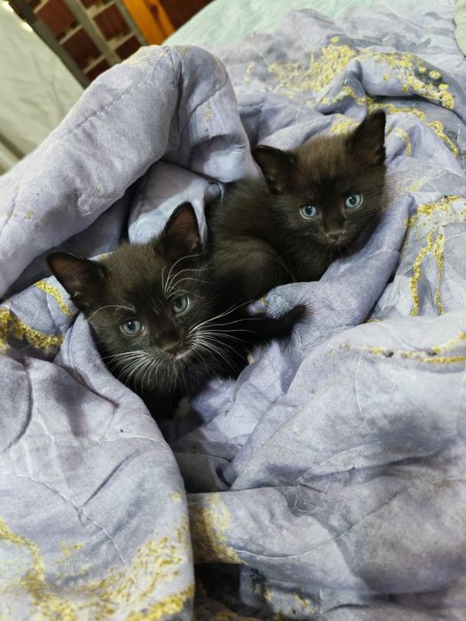 Котята в добрые и ответственные руки