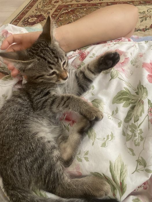 Отдам котенка в хорошие руки