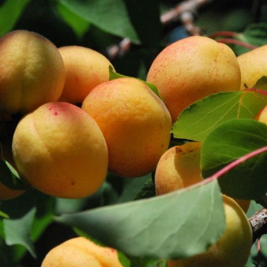Pomi Fructiferi la Ghiveci (CAIS)