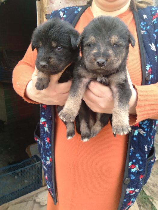 Продам щенков немецкой овчарки