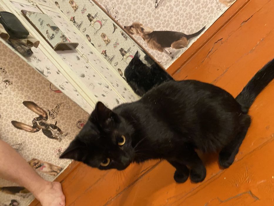 Отдам кота ,в хорошие руки .