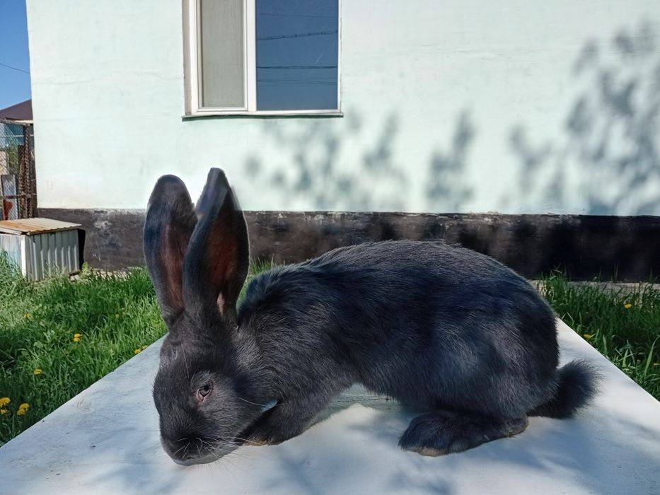 Продам кроликов породы НПВ (Строкач)