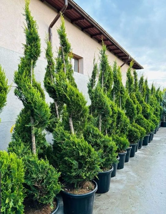 Amenajări grădini de la A la Z