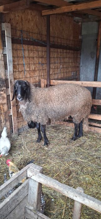 Berbec bulgaresc varsta doi ani