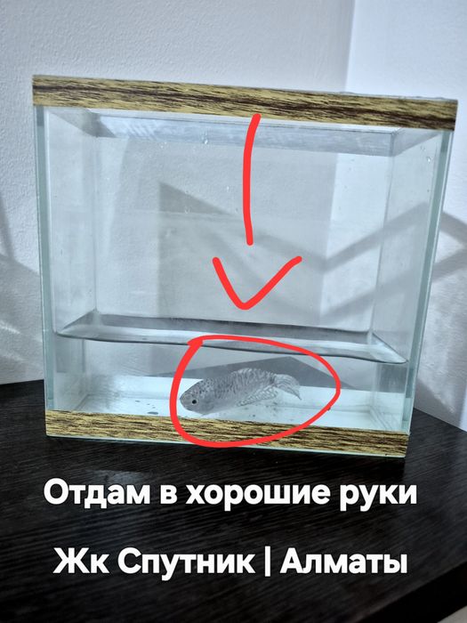 мраморный гурами 5 лет. есть корм