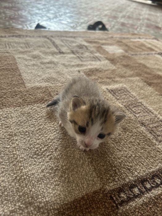 Котенок домашний отдам даром в хорошие руки