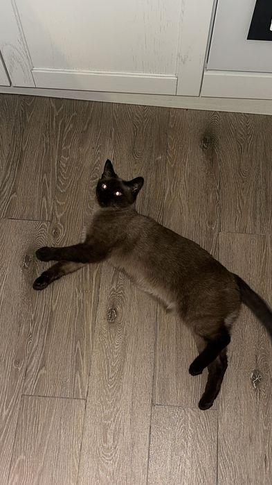 Кошка Ева ищет дом