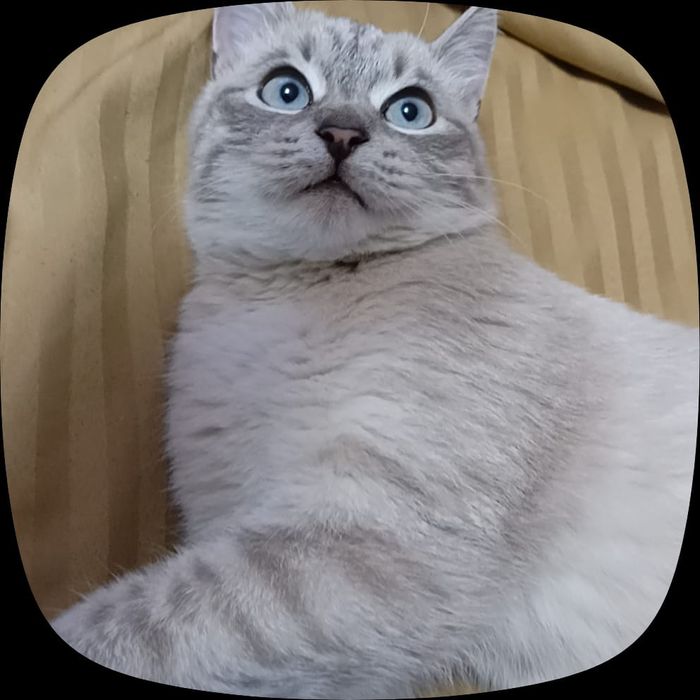 Кошка сиамская мальчик