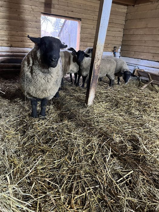 Berbec Suffolk nascut in ianuarie 2023