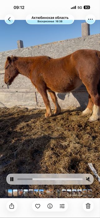 Буаз биелер сатылады