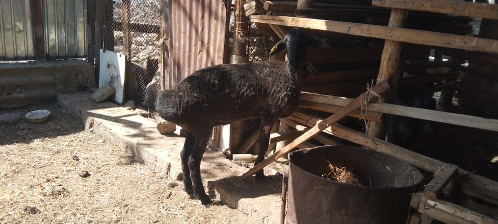 Срочнооо сатылады