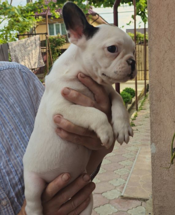 Bulldog francez mascul