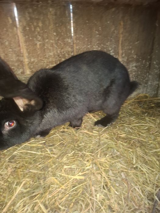 Devinzarw Iepuri fluture