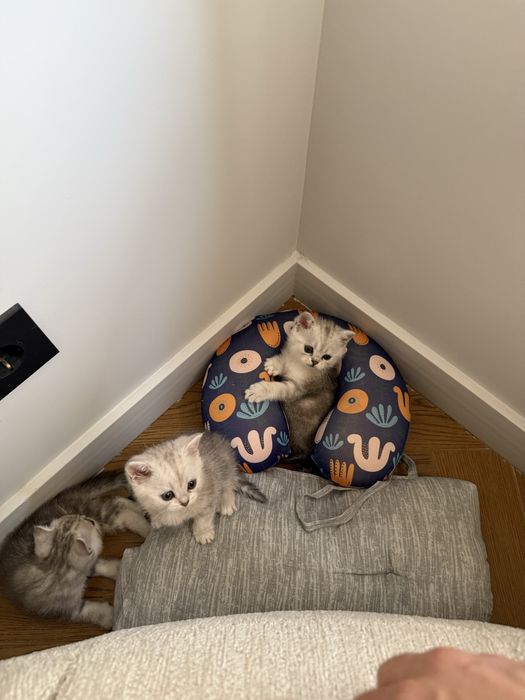 Продается котята !
