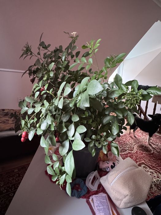 Муррайя (саженцы)