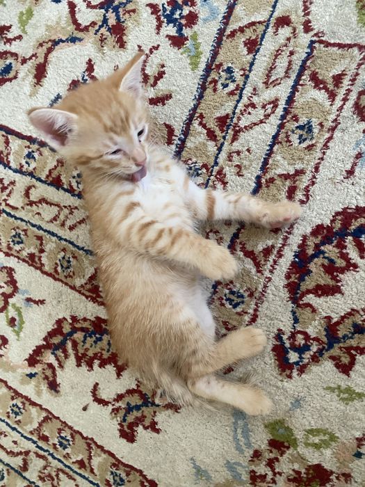 котенок девочки