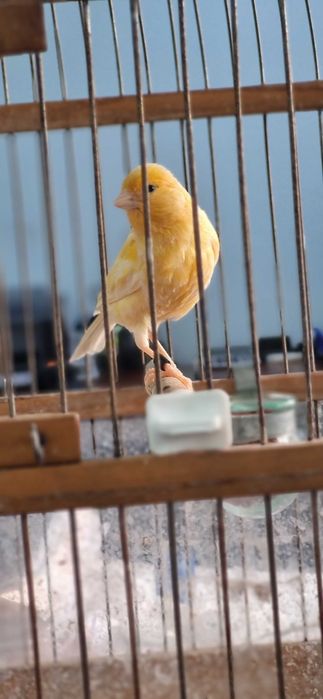 Канарейка самец шмель ярый/Шмель тайёр нар