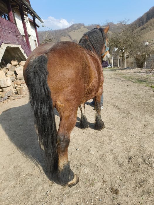 Vând cal frumos și cuminte